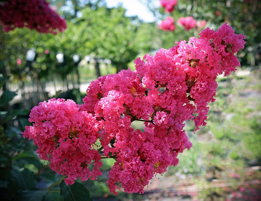 lagerstroemia-indica-tuscarora-crape-myrtle