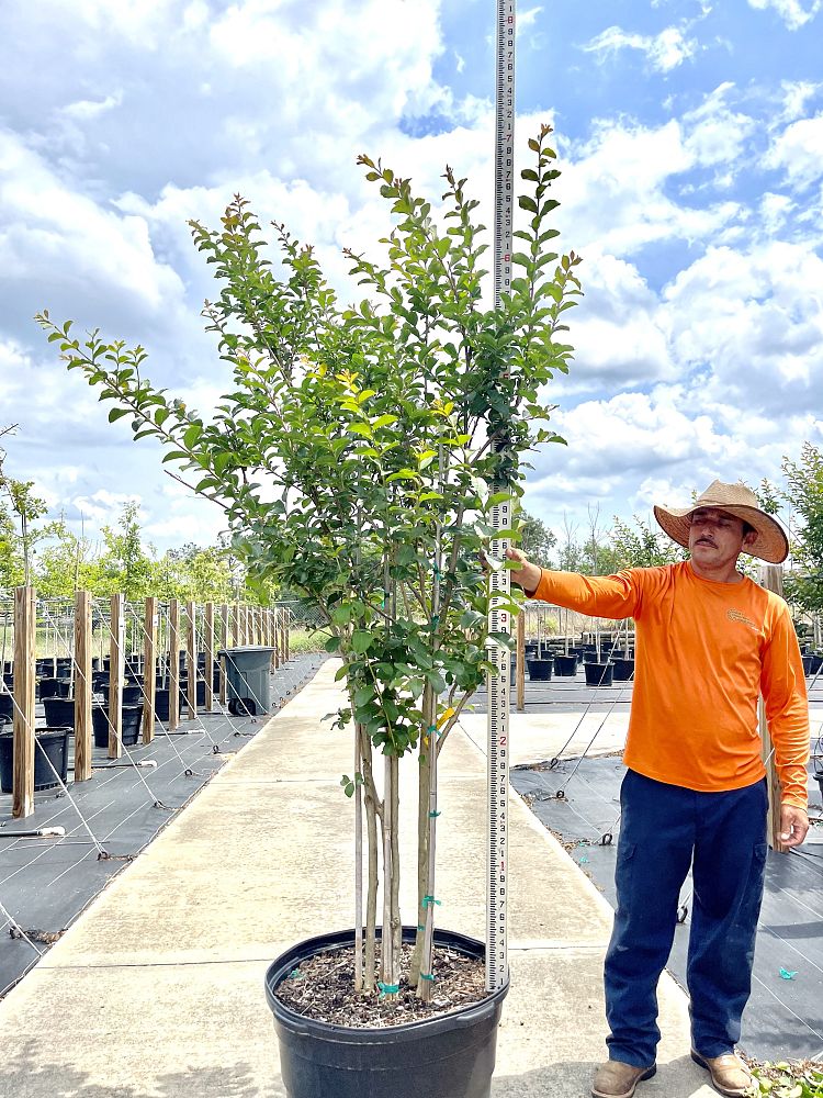 lagerstroemia-indica-tuscarora-crape-myrtle