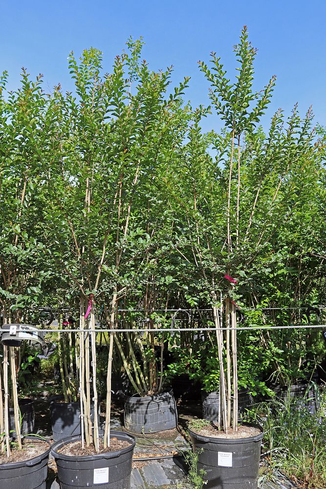 lagerstroemia-indica-tuscarora-crape-myrtle