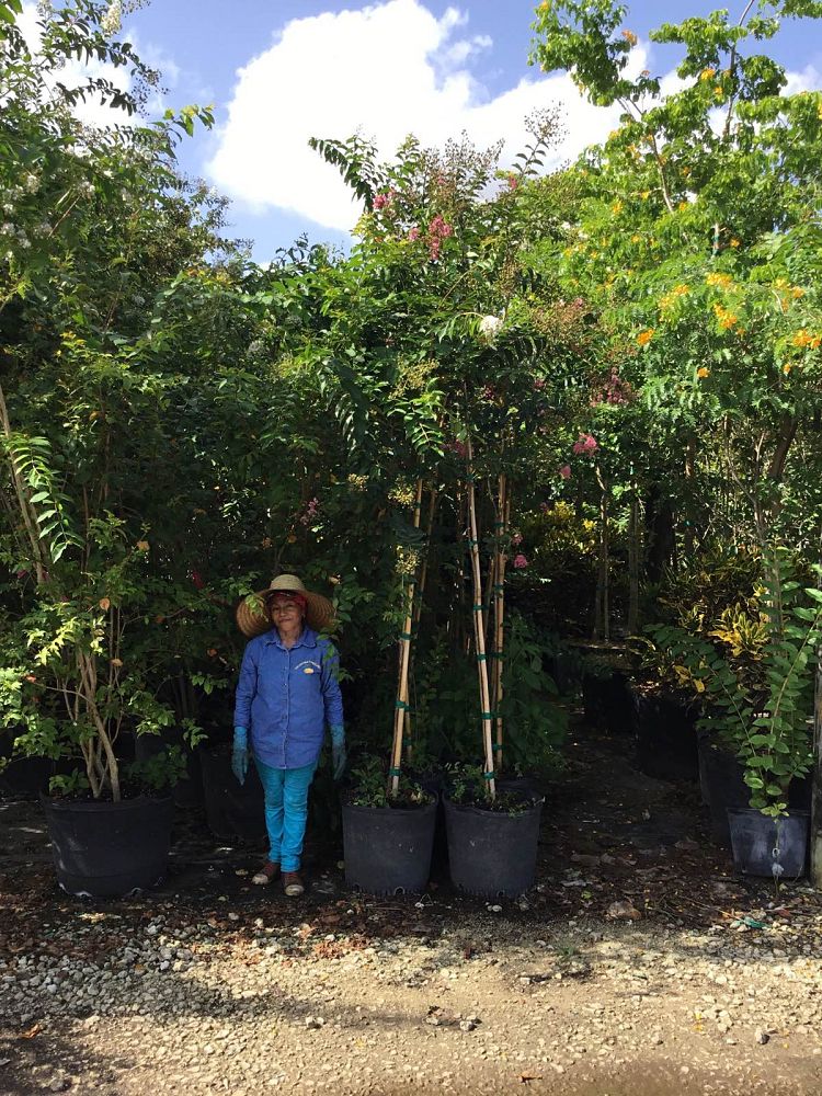 lagerstroemia-indica-tuscarora-crape-myrtle