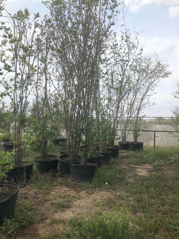 lagerstroemia-indica-tuscarora-crape-myrtle