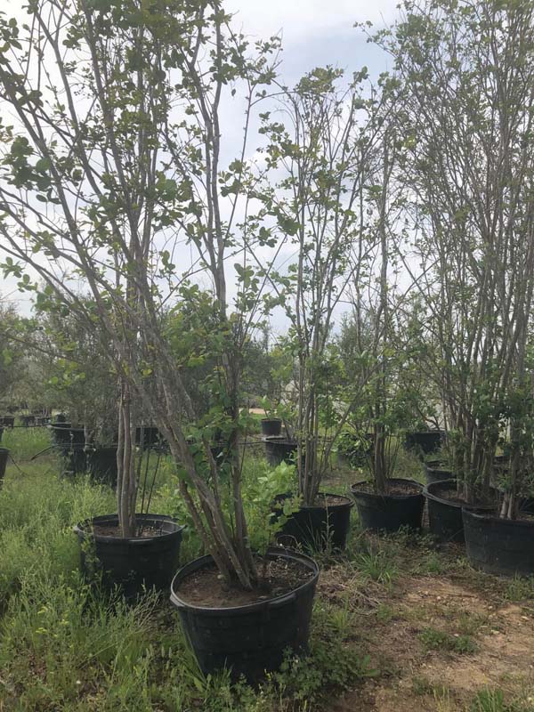 lagerstroemia-indica-tuscarora-crape-myrtle