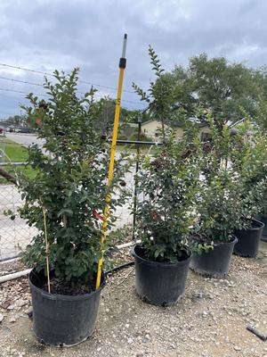 lagerstroemia-indica-tuscarora-crape-myrtle