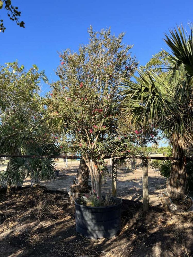 lagerstroemia-indica-tuscarora-crape-myrtle