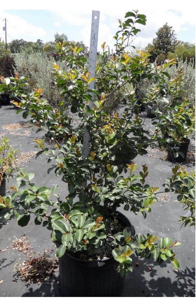 lagerstroemia-indica-tuscarora-crape-myrtle
