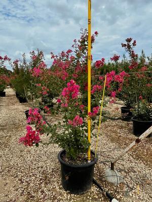 lagerstroemia-indica-tuscarora-crape-myrtle