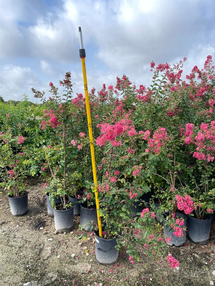 lagerstroemia-indica-tuscarora-crape-myrtle
