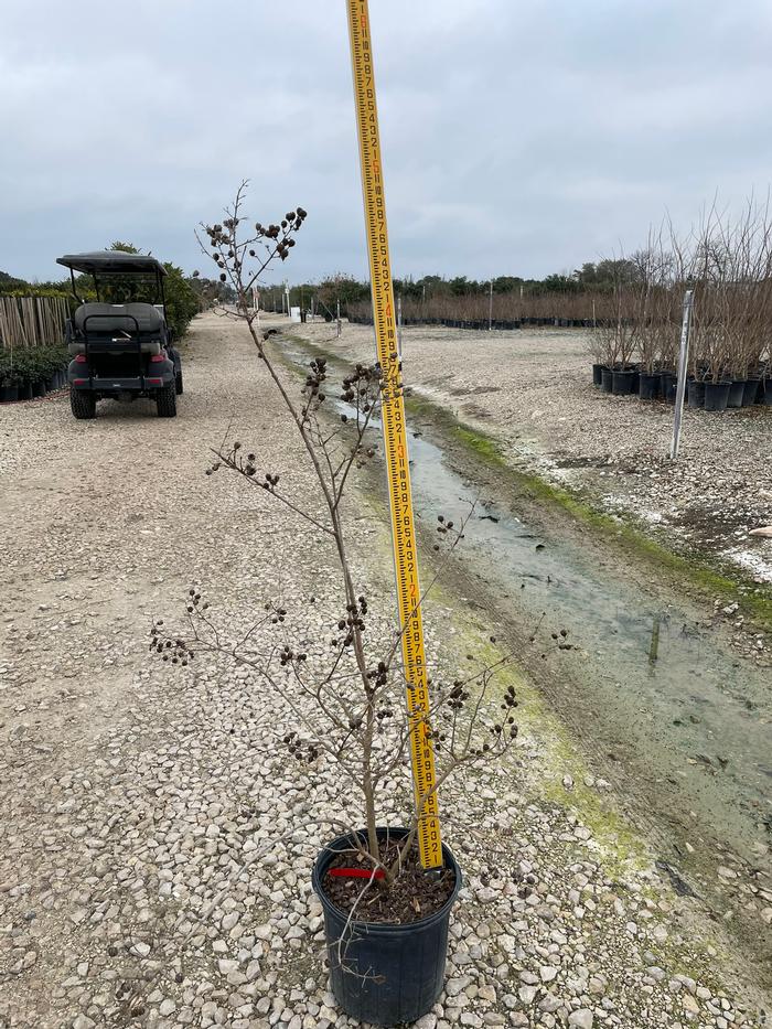 lagerstroemia-indica-tuscarora-crape-myrtle