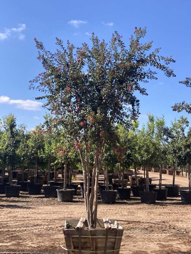 lagerstroemia-indica-tuscarora-crape-myrtle
