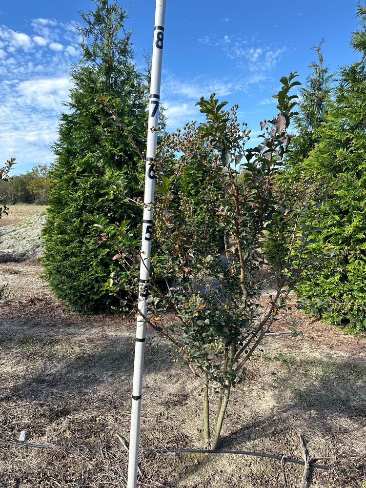 lagerstroemia-indica-tuscarora-crape-myrtle