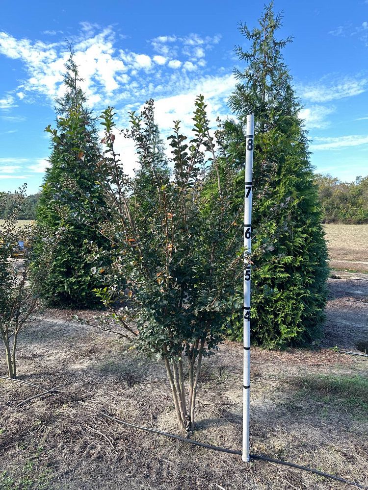 lagerstroemia-indica-tuscarora-crape-myrtle