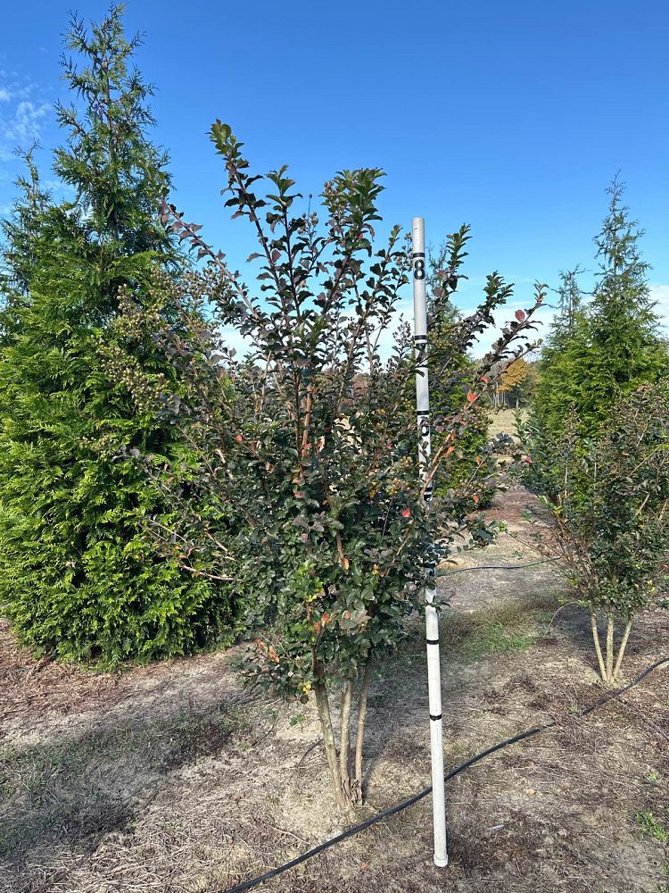 lagerstroemia-indica-tuscarora-crape-myrtle