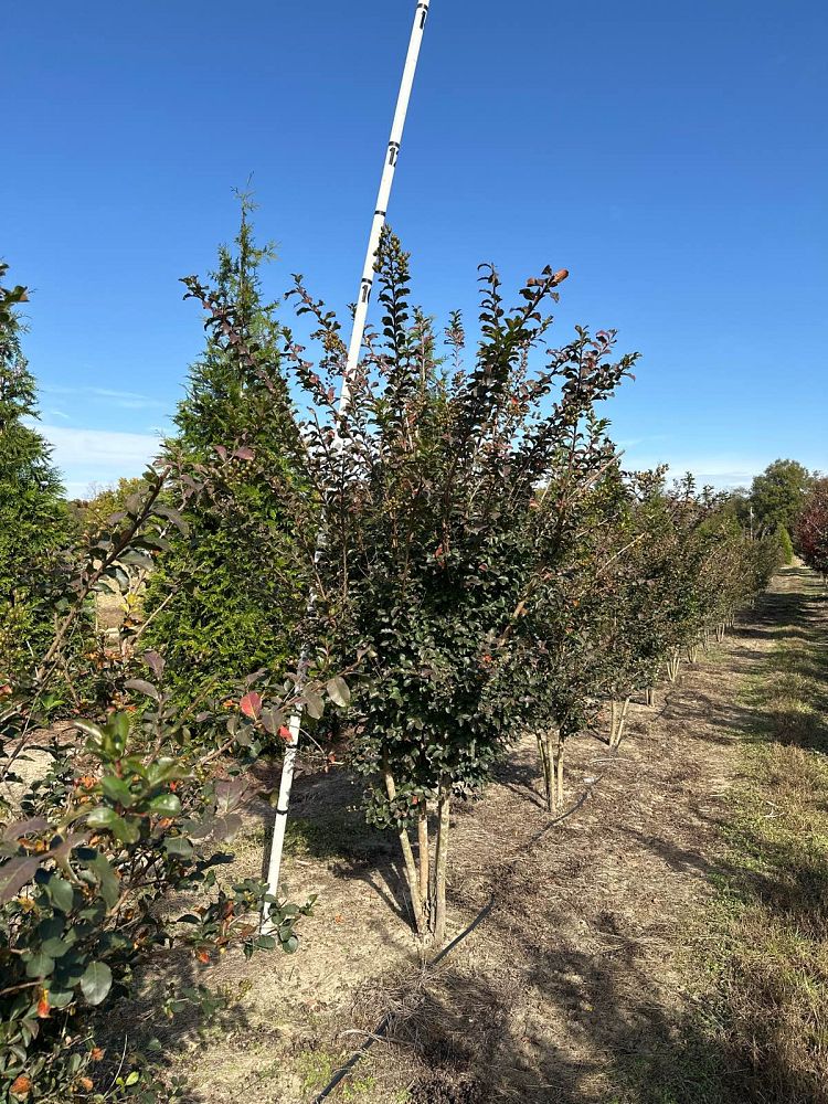 lagerstroemia-indica-tuscarora-crape-myrtle