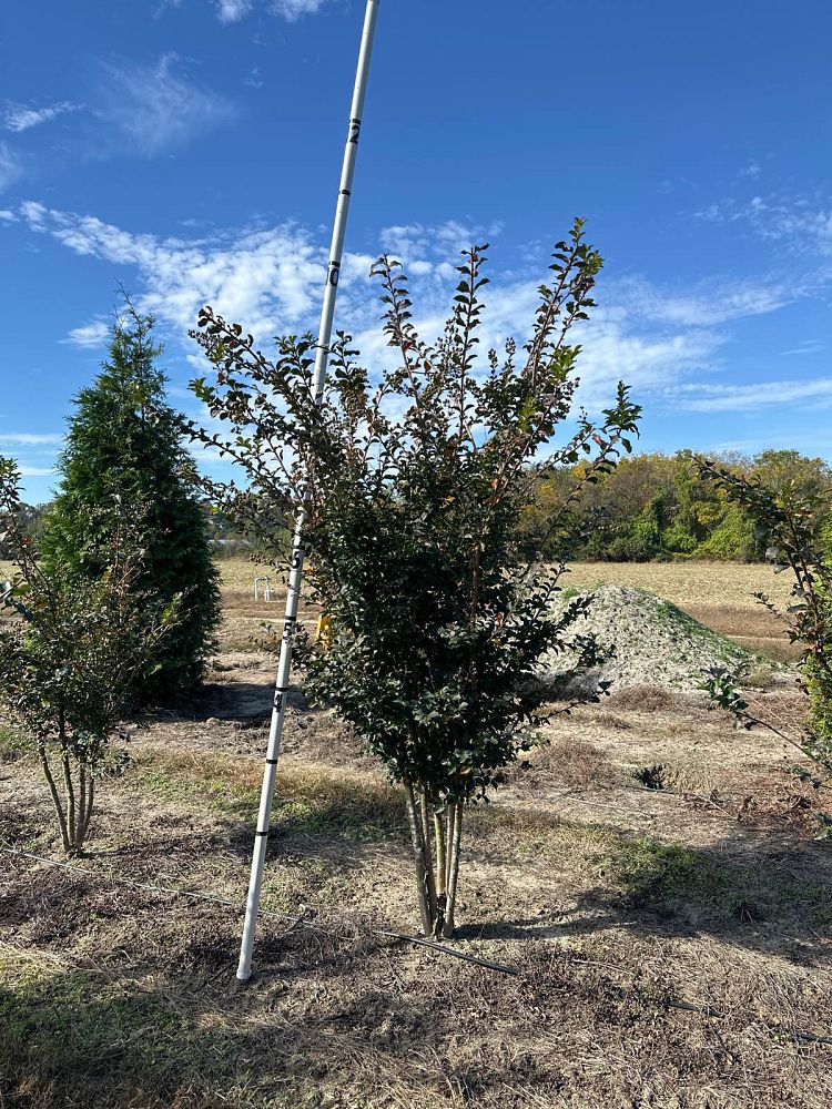 lagerstroemia-indica-tuscarora-crape-myrtle