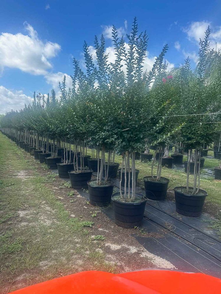 lagerstroemia-indica-tuscarora-crape-myrtle