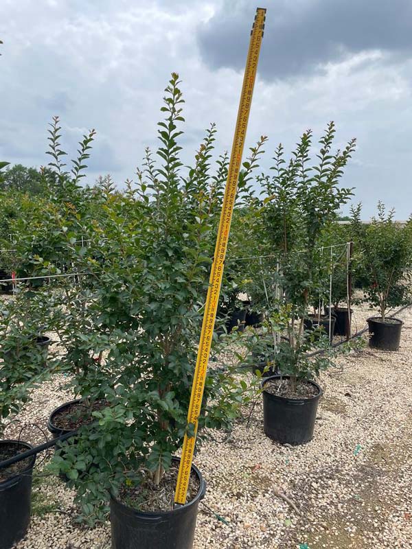 lagerstroemia-indica-tuscarora-crape-myrtle