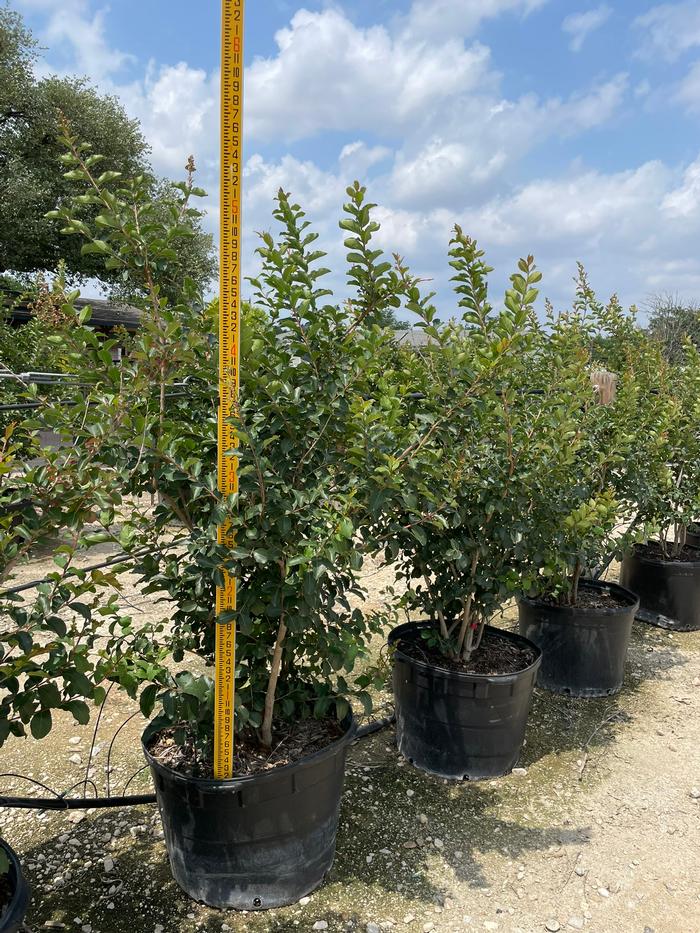 lagerstroemia-indica-tuscarora-crape-myrtle