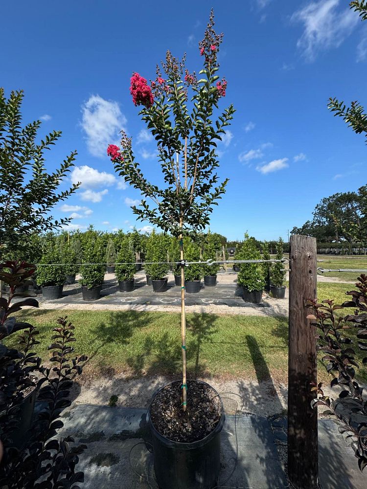 lagerstroemia-indica-tuscarora-crape-myrtle