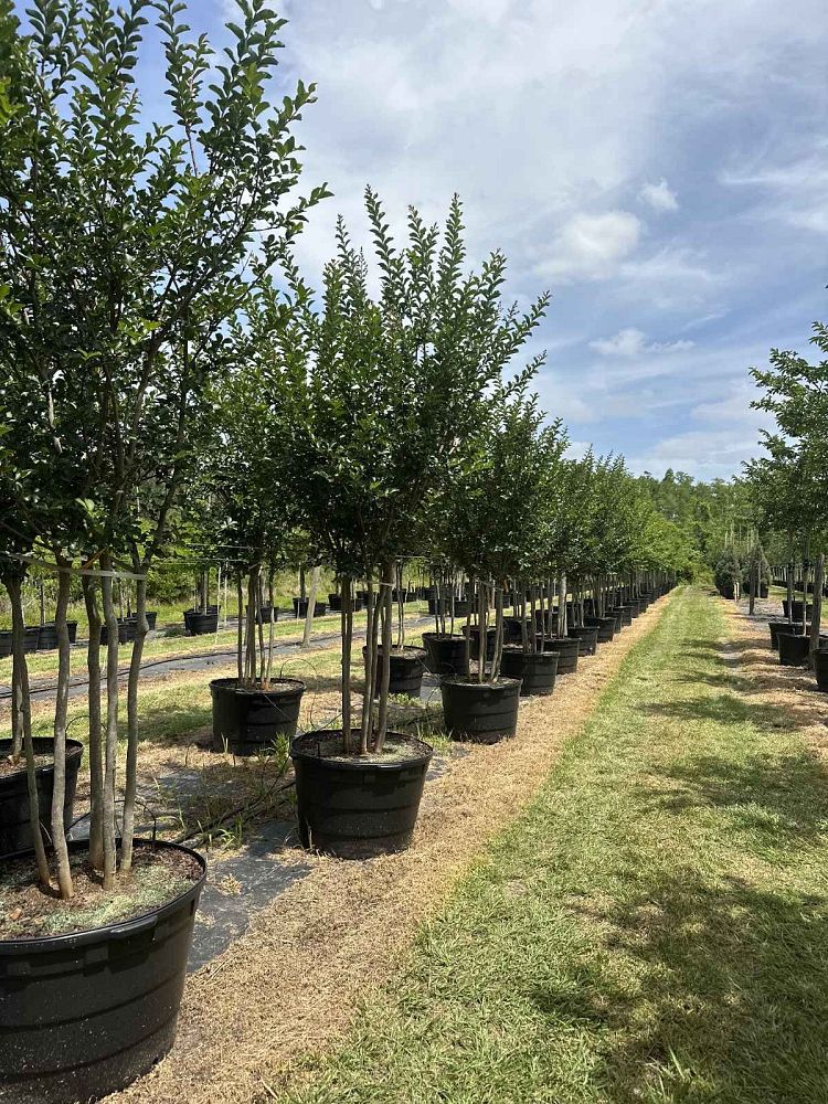 lagerstroemia-indica-tuscarora-crape-myrtle