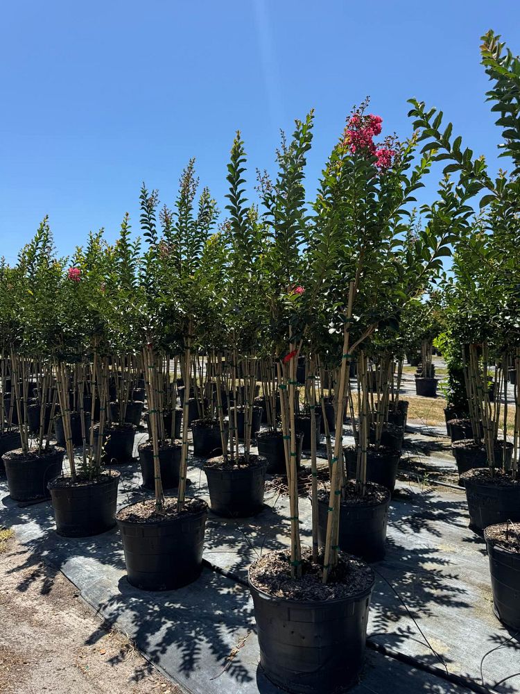 lagerstroemia-indica-tuscarora-crape-myrtle