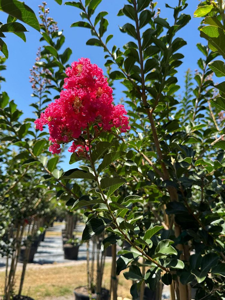 lagerstroemia-indica-tuscarora-crape-myrtle