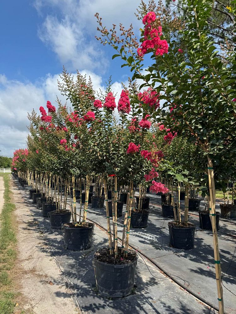 lagerstroemia-indica-tuscarora-crape-myrtle