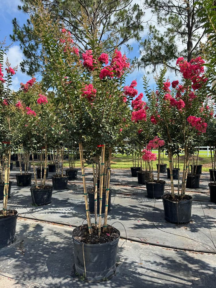lagerstroemia-indica-tuscarora-crape-myrtle
