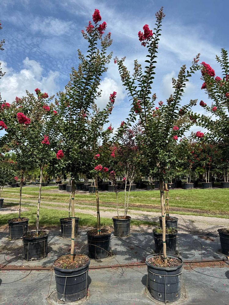 lagerstroemia-indica-tuscarora-crape-myrtle