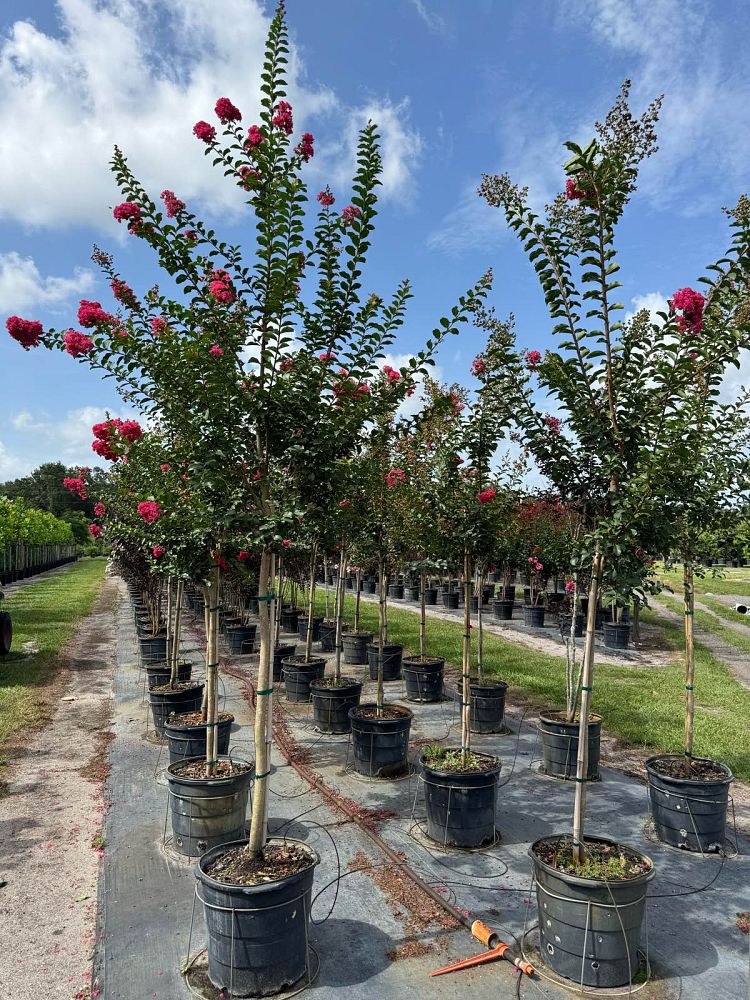 lagerstroemia-indica-tuscarora-crape-myrtle