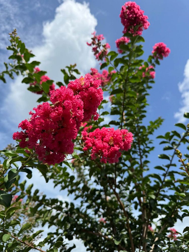 lagerstroemia-indica-tuscarora-crape-myrtle