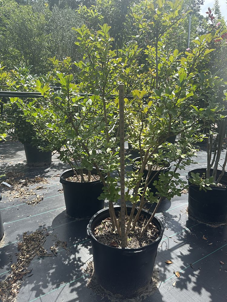lagerstroemia-indica-tuscarora-crape-myrtle
