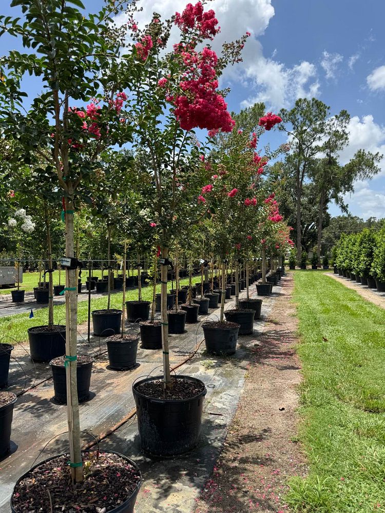 lagerstroemia-indica-tuscarora-crape-myrtle