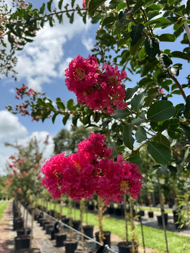 lagerstroemia-indica-tuscarora-crape-myrtle