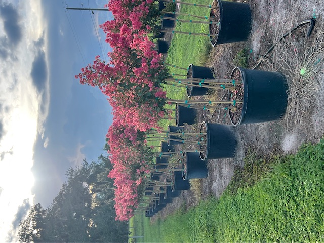 lagerstroemia-indica-tuscarora-crape-myrtle
