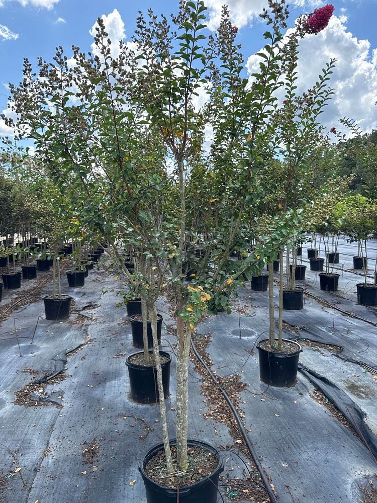 lagerstroemia-indica-tuscarora-crape-myrtle