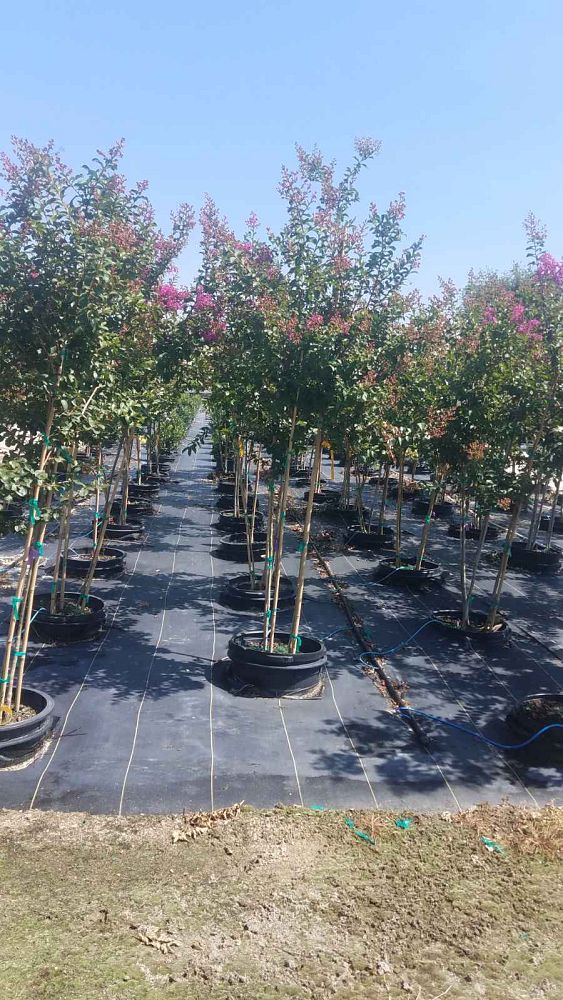 lagerstroemia-indica-twilight-crape-myrtle