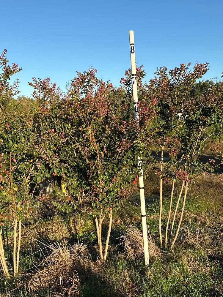 lagerstroemia-indica-twilight-crape-myrtle