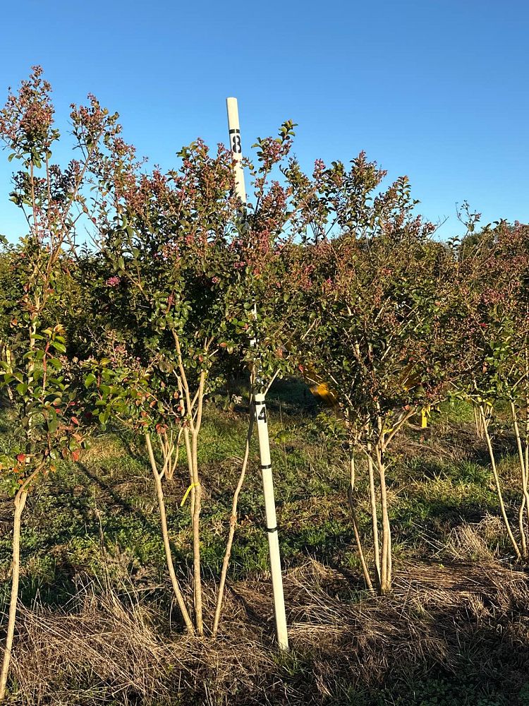 lagerstroemia-indica-twilight-crape-myrtle