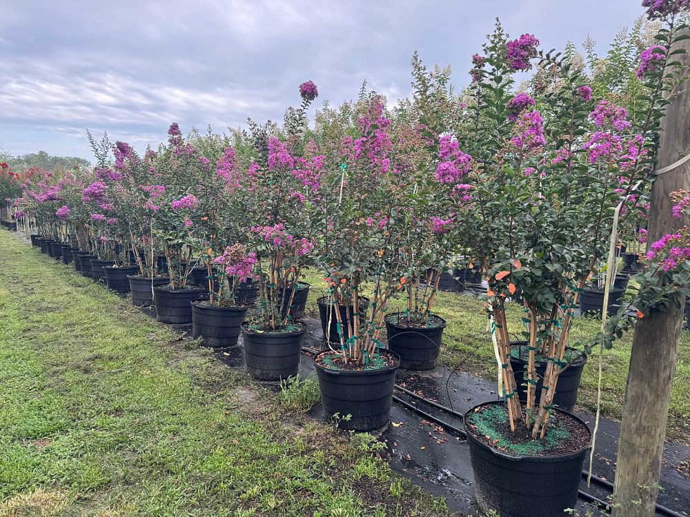 lagerstroemia-indica-twilight-crape-myrtle