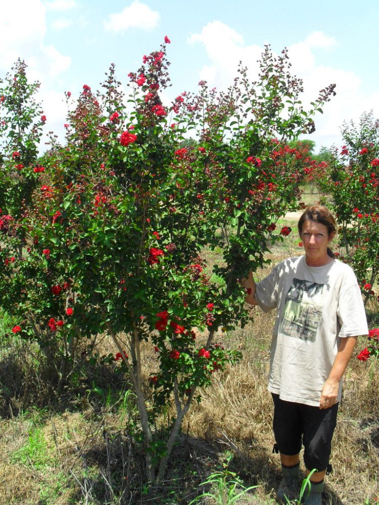 Louisiana Tree Farm, Inc. | plantANT.com