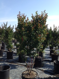 lagerstroemia-indica-whit-ii-crape-myrtle-dynamite