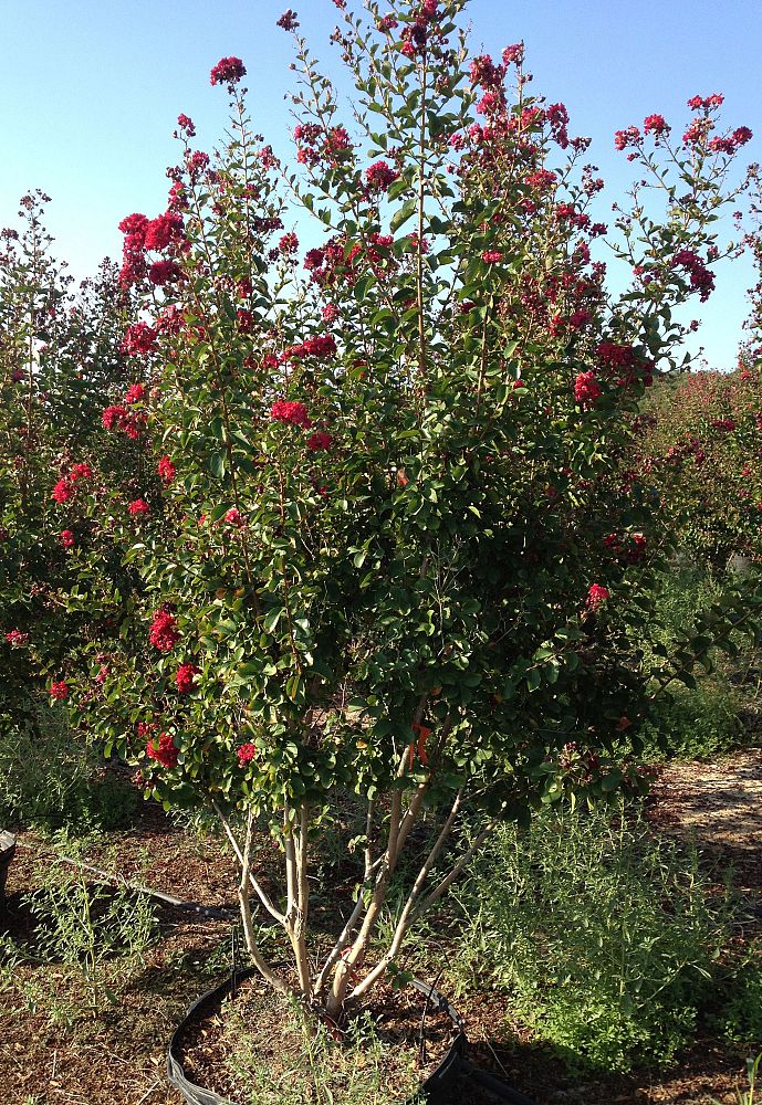 lagerstroemia-indica-whit-ii-crape-myrtle-dynamite