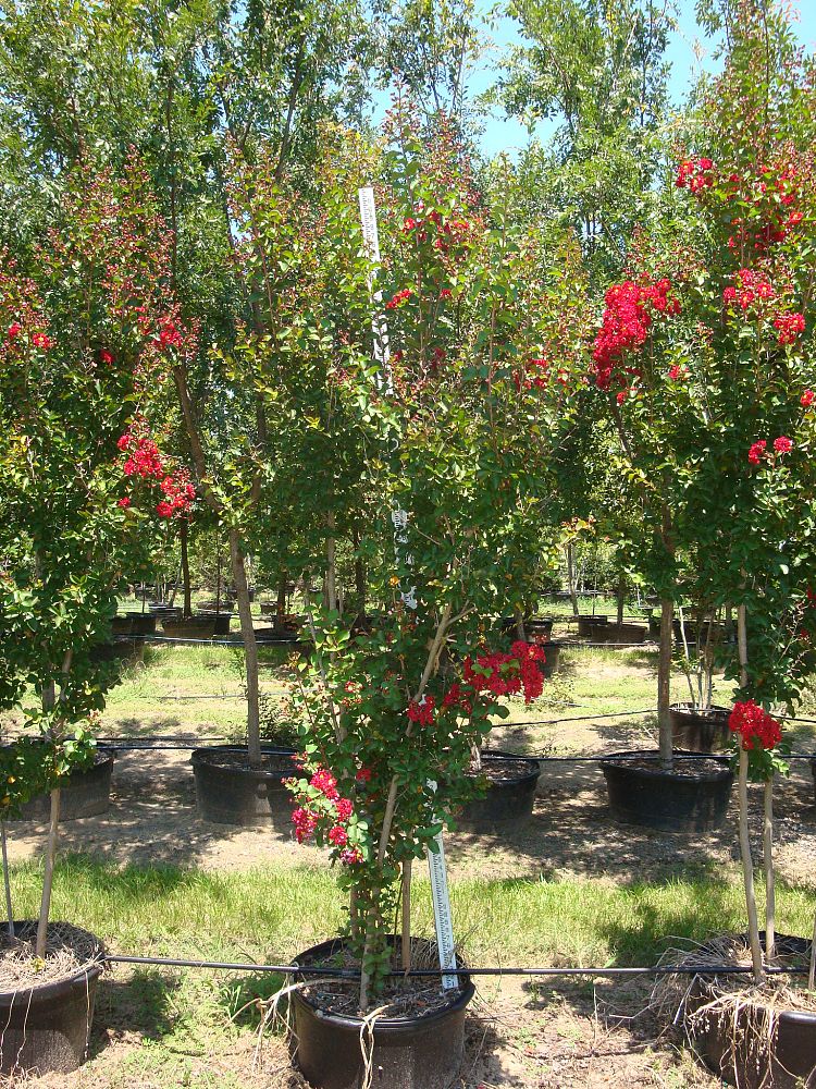 lagerstroemia-indica-whit-ii-crape-myrtle-dynamite