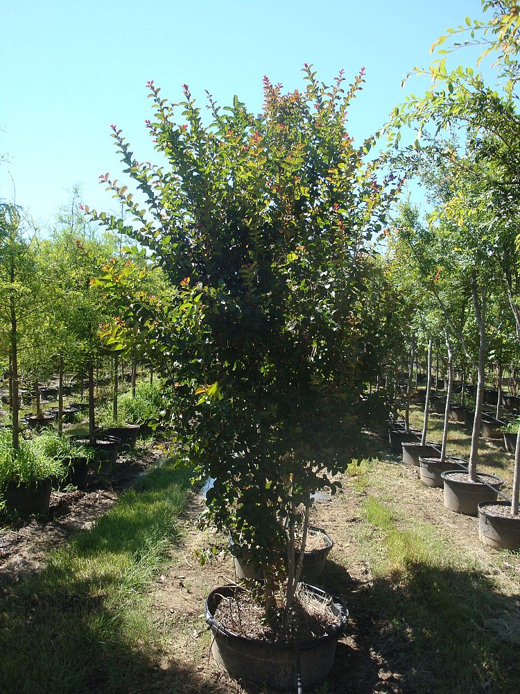 lagerstroemia-indica-whit-ii-crape-myrtle-dynamite