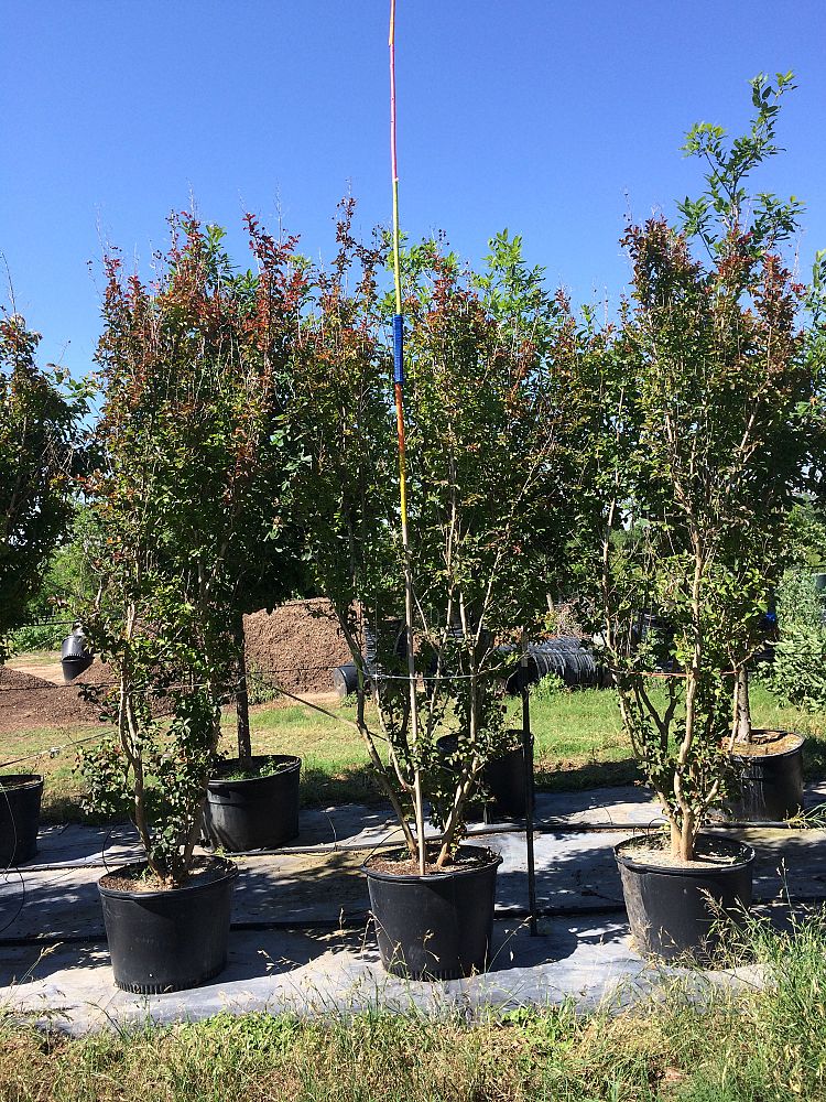 lagerstroemia-indica-whit-ii-crape-myrtle-dynamite