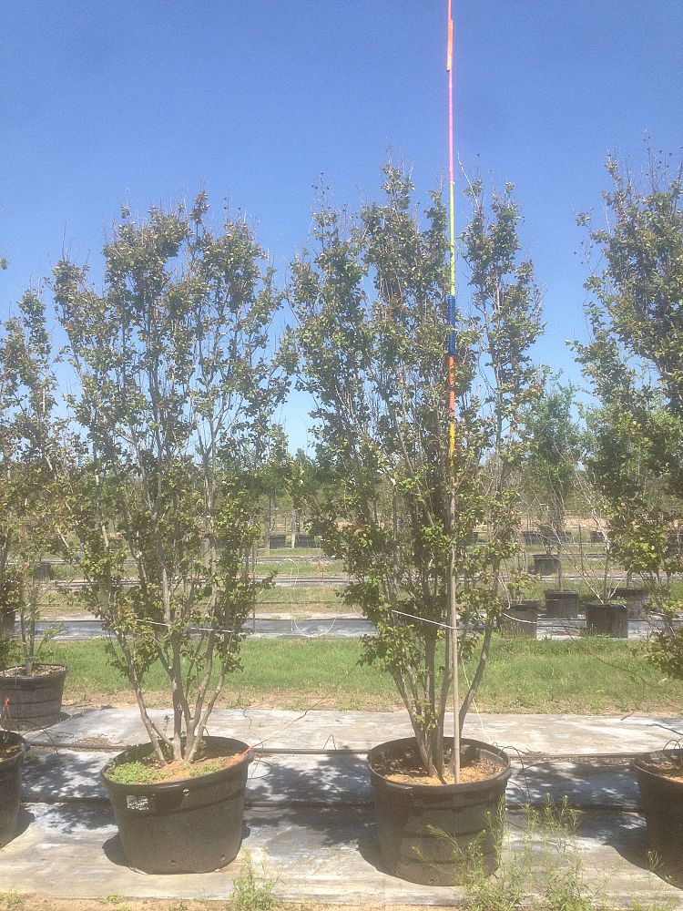 lagerstroemia-indica-whit-ii-crape-myrtle-dynamite