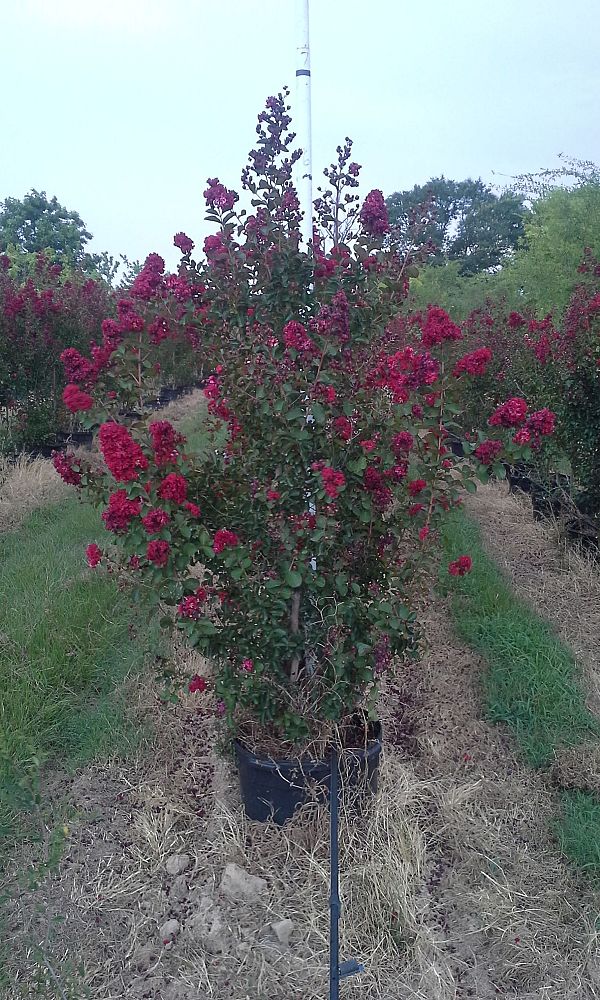 lagerstroemia-indica-whit-ii-crape-myrtle-dynamite