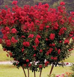 lagerstroemia-indica-whit-ii-crape-myrtle-dynamite