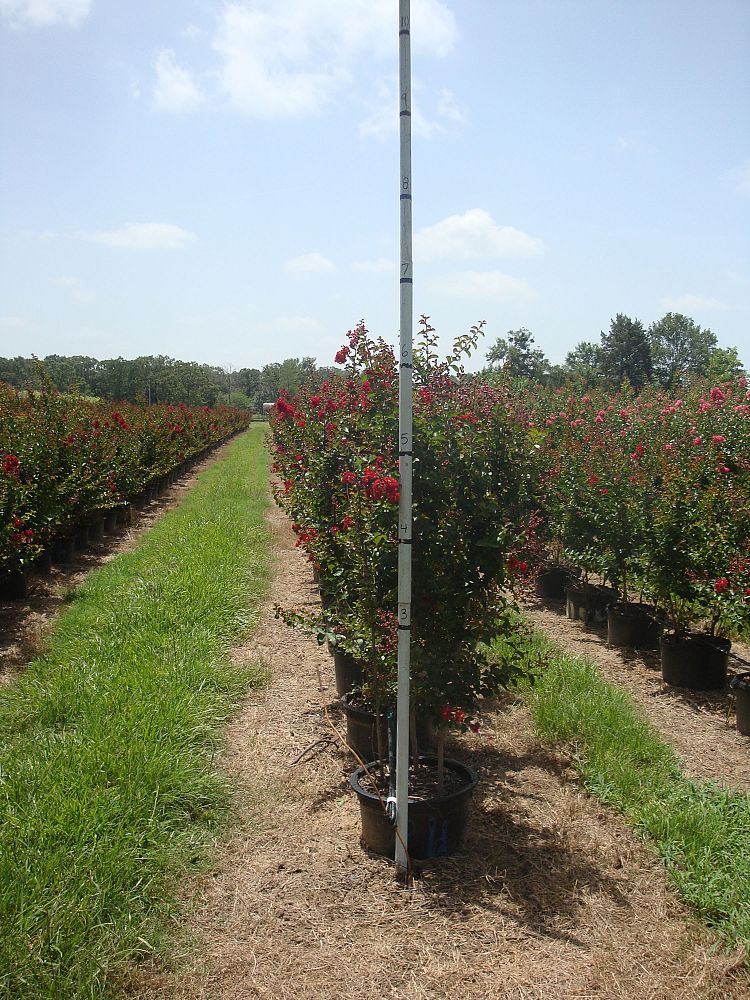 lagerstroemia-indica-whit-ii-crape-myrtle-dynamite