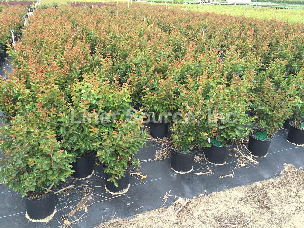 lagerstroemia-indica-whit-ii-crape-myrtle-dynamite